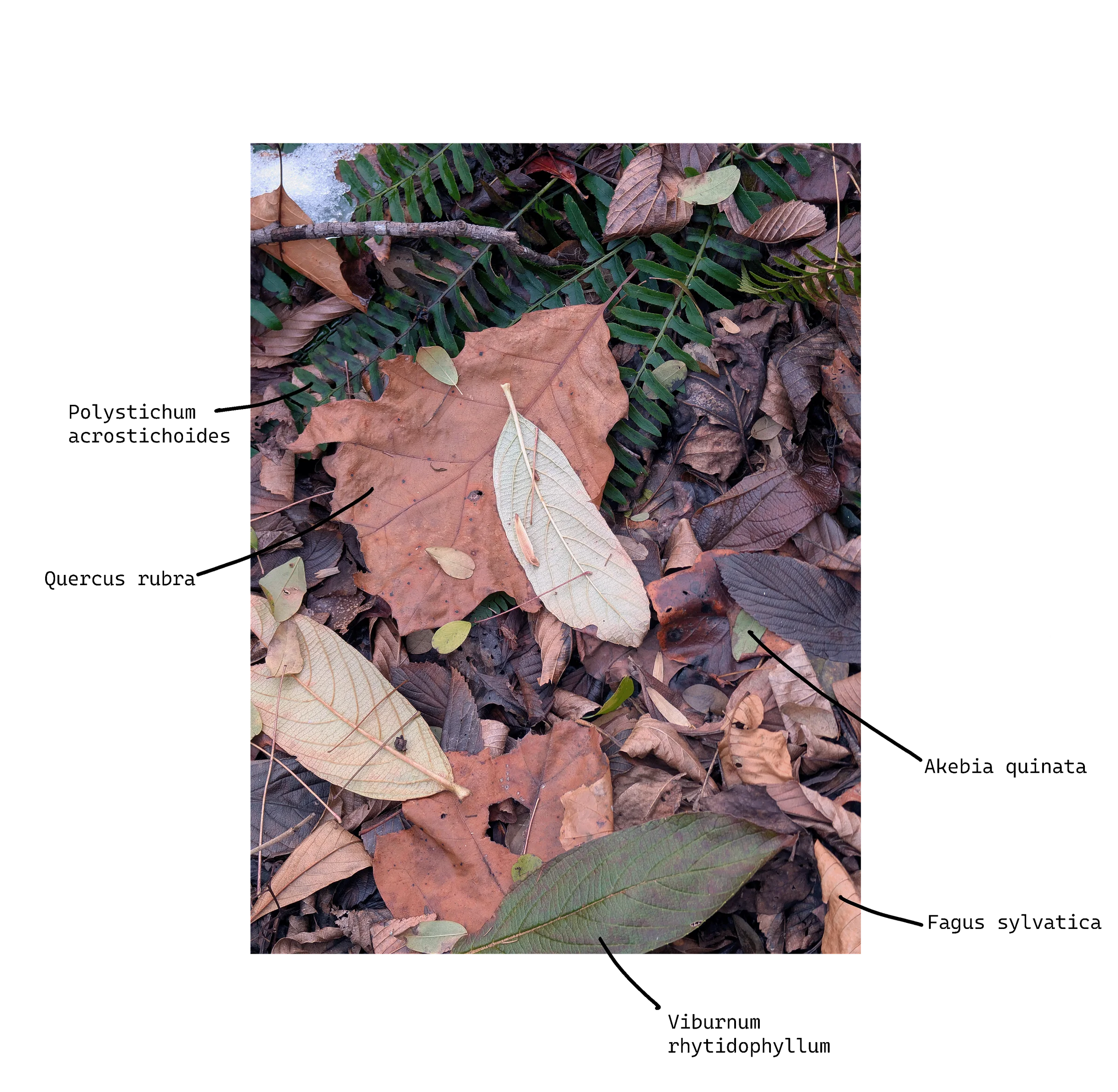 RaggedWinterCarpet01
