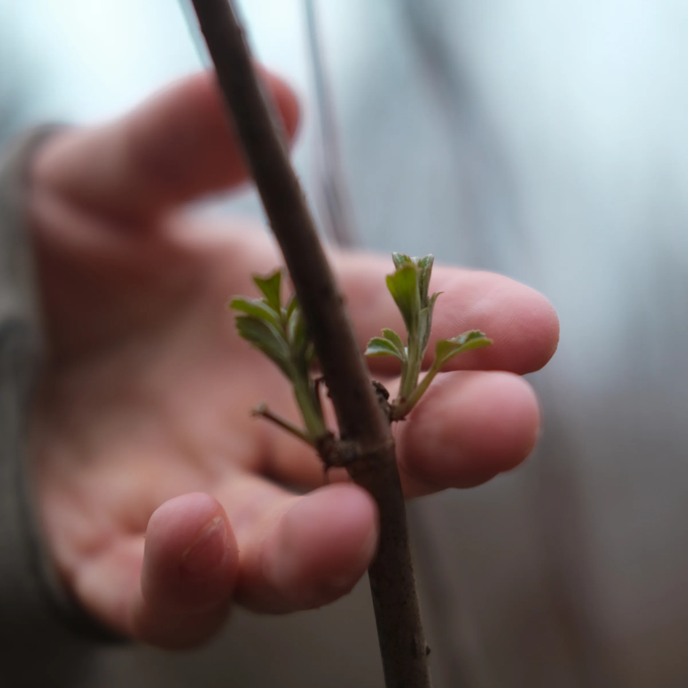 A hand gently touches the new growth on the midstem of an elderberry shrub.