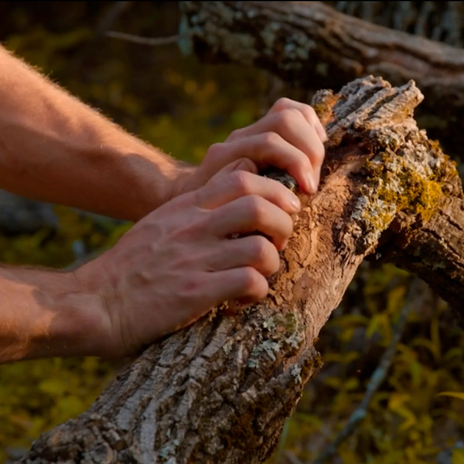 Hands pull back the ash bark revealing the beetle galleries.