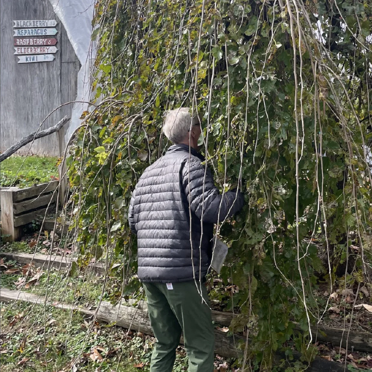 Entering a weeping mulberry